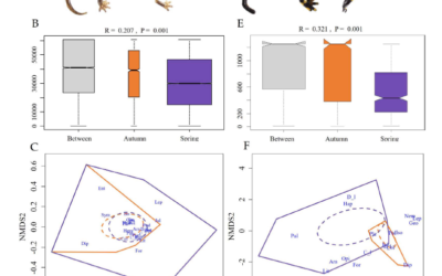 New article on the trophic niche of sympatric salamanders