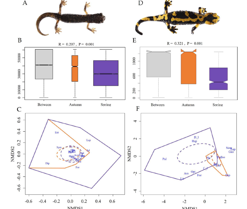 New article on the trophic niche of sympatric salamanders