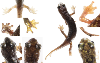 New data paper related to the monitoring activities performed on Speleomantes cave salamanders