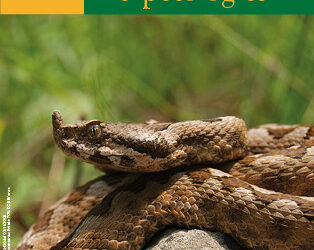 New issue of Acta Herpetologica vol 19(2) (2024)